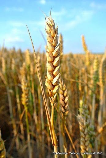 Google+ Sophie Long, Wheat Stalk, Country Nature, Romans 2, Nature Details, Golden Fields, Farm Photography, Fields Of Gold, Wheat Field