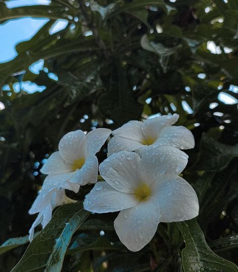 After giving water on plant. Water droplets on flower Flower With Water Droplets, Water Droplets On Flowers, Water Droplets Photography, Photography Moodboard, Widget Board, Art Theme, Aesthetic Photos, Water Droplets, Flowers Photography