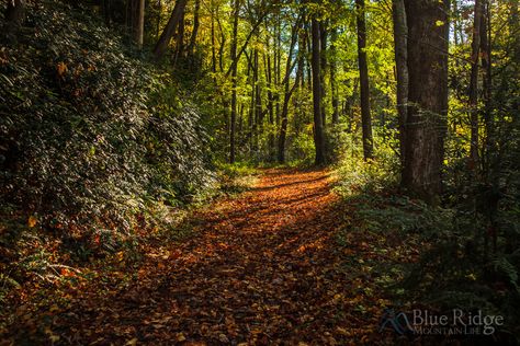 20+ Best Hiking Trails Near Waynesville NC - Blue Ridge Mountain Life North Carolina Hiking, Lake Junaluska, Nc Waterfalls, North Carolina Vacations, Pisgah National Forest, Nc Mountains, Mountain Trails, Beautiful Hikes, Mountain Life