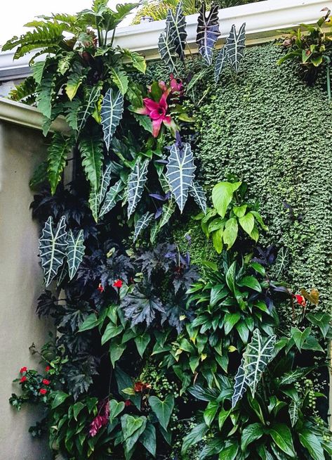 Green Wall Ideas Outdoor, Wall With Plants Outdoor, Tropical Garden Wall, Green Wall Garden Outdoor, Hanging Wall Planters Outdoor, Bromeliads Garden, Vertical Plant Wall, Wall Climbing Plants, Green Wall Garden