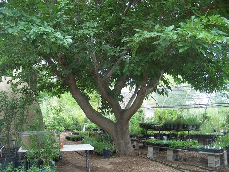 Mulberry trees: good climbing, great eating...the white fruit can be used to get the stains from the dark fruit off your hands etc! Mulberry Trees, White Mulberry, Berry Garden, Mulberry Bush, Garden Hedges, Florida Plants, Italy Architecture, Tree Garden, Mulberry Tree