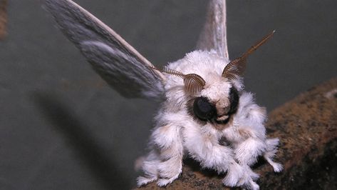 The cute and scary Venezuelan Poodle Moth – Discvr.blog Venezuelan Poodle Moth, Poodle Moth, Moth, White