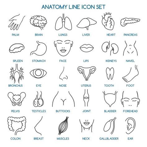 Biology Icon, Body Icons, Hospital Icon, Medical Drawings, Body Preschool, Baby Dress Diy, Medicine Notes, Basic Anatomy And Physiology, Human Icon