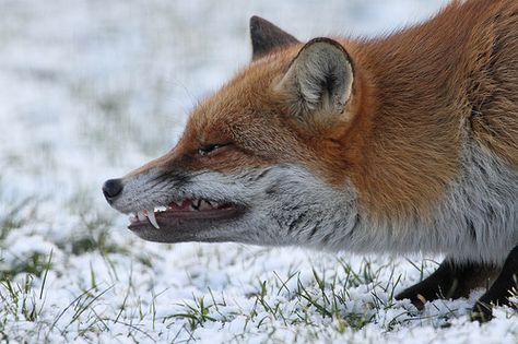 Snarling Fox Tattoo, Fox Teeth Drawing, Fox Growl, Fox Snarling, Fox Side Profile, Angry Fox, Black Bird Tattoo, Fox Photography, Big Teeth