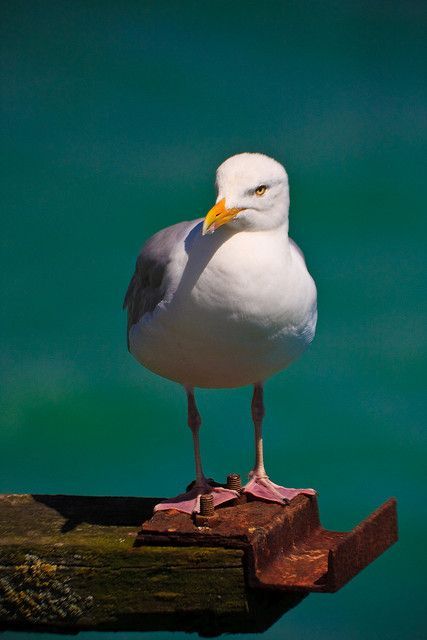 Herring Gull, Sea Gulls, Shore Birds, Coastal Birds, Water Birds, Shorebirds, Nature Birds, Bird Pictures, Sea Birds