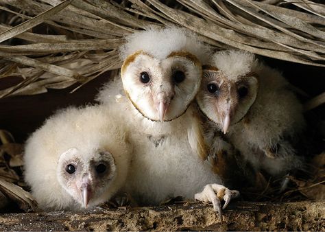 Barn Owl Chicks (Tyto alba) at nest - Picture 15 in Tyto: alba - Location: Brazil. Photo by Nunes D'Acosta. Owl Chicks, Magical Owl, Baby Barn Owl, Owl Nest, Owl Babies, American Barn, Baby Barn, Barn Owls, Bird Costume