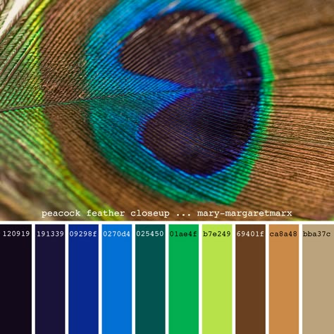 Peacock Color Scheme, Natural Colour Palette, Peacock Colour, Peacock Room, Peacock Costume, Painted Stools, Fabric Painting Techniques, Peacock Colors, Bird Feather