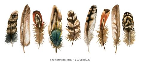 Feather Images, Stock Photos & Vectors | Shutterstock Watercolour Bird, Feather Background, Owl Feather, Watercolor Feather, Brown Bird, Feather Art, Drawing Set, Free Vector Graphics, Bird Feathers