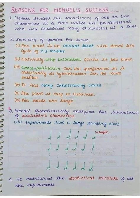 Reason for mendal success Chromosomes Notes, Zoology Notes, Botany Notes, Hand Written Notes, Learn Biology, Handwriting Ideas, Written Notes, Neet Exam, Biology Facts