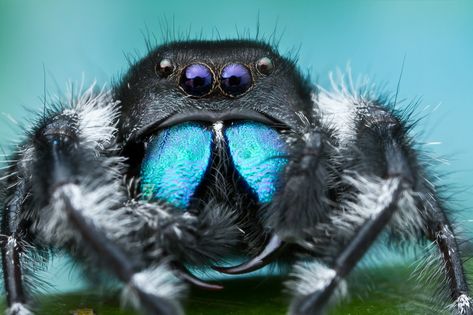 Bold Jumping Spider - Phidippus audax Bold Jumping Spider, Spider Face, Apartment Pet, Jumping Spiders, Spider Queen, Pet Spider, Itsy Bitsy Spider, What Cat, Jumping Spider