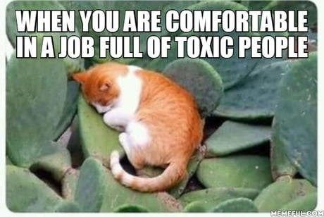 Working Cat Wholesome Memes, Silly Cats, What’s Going On, Pretty Words, Reaction Pictures, Cat Memes, Mood Pics, Girly Things, Funny Memes