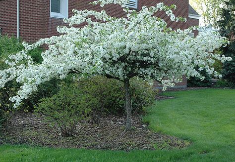 plant habit, flowering - sergeant crabapple southeast side front corner of house Foundation Trees, Simple Landscape Ideas, Garden In Georgia, Flowering Crabapple Tree, Hydrangea Annabelle, Small Ornamental Trees, Grimmauld Place, Yard Trees, Flowering Crabapple