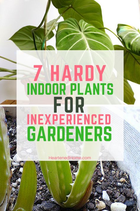 Looking to add some green to your decor but don't know where to start? These 7 indoor plants are perfect for you! #homedecor #gardening #indoorplants #plantsforbeginners #fengshui Growing Food Indoors, Cheap Beach Decor, Easy House Plants, Indoor Water Garden, Decor Plants, Keep Alive, Herbs Indoors, Backyard Spaces, Cute Home Decor