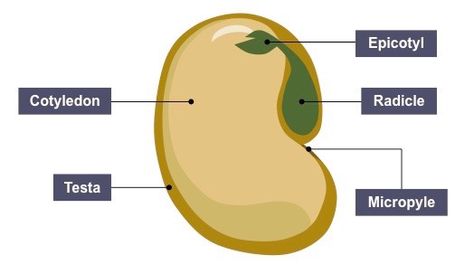 Seed Structure, Smaller Pores, Water Animals, Seed Germination, Tomato Seeds, Floating In Water, Different Plants, The Fruit, Container Gardening