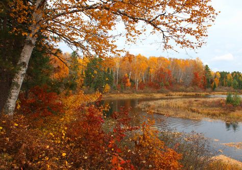 Northern Wisconsin, Catty Noir, Autumn Morning, Autumn Scenes, Upper Peninsula, Autumn Scenery, Autumn Beauty, Best Seasons, Autumn Forest