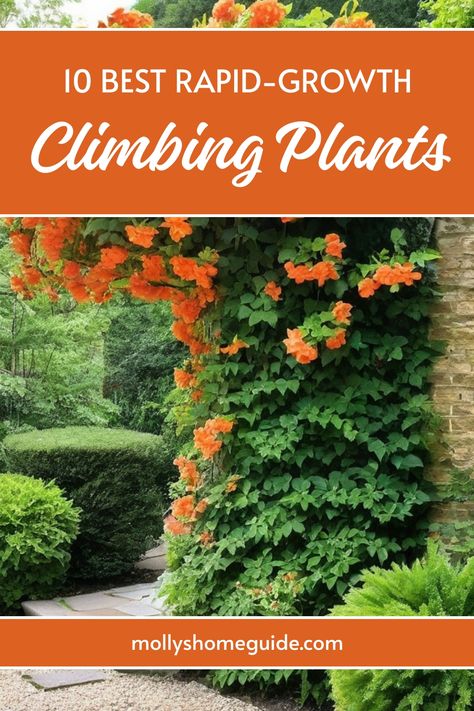 Looking to add vertical interest in your garden? Explore our collection of amazing fast-growing vines and climbing plants for trellises. These fast-growing creepers and vines are perfect for outdoor spaces, whether you have a large garden or small containers. Discover the best fast-growing climbing plants that will beautifully cover walls, fences, and pergolas. From classic climbers like jasmine and clematis to unique vine varieties, we have climbing plant ideas to suit every gardener's taste. Plants That Climb, Honey Suckle Plant Fence, Climbing Plants Outdoor, Fast Growing Climbers, Wall Climbing Plants, Climbing Plants Trellis, Fast Growing Vines, Honeysuckle Vine, Clematis Plants