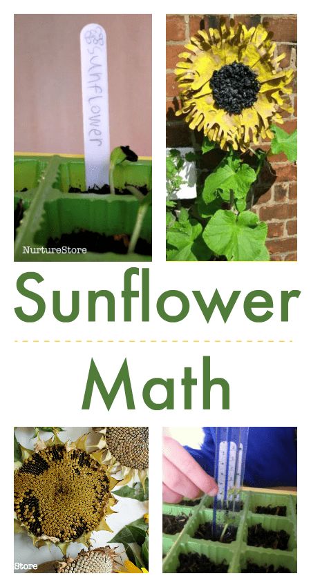 sunflower math activities printables, sunflower height chart Sunflower Activities, Measuring Activities, How To Grow Sunflowers, Summer Math Activities, Grow Sunflowers, Garden Classroom, Sunflower Ideas, Steam Kids, Fall Sunflowers