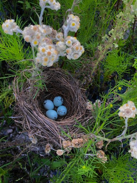 Nest Aesthetic, Baby Birds In Nest, Birds In Nest, Baby Birds, Birds Nest, Baby Bird, Aesthetic Cute, Bird Nest, Birds