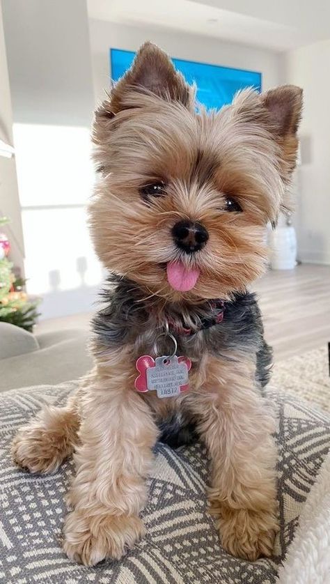 Mini Yorkie Haircut, Yorkie Haircut Teddy Bear, Yorkie Poo Haircut, Yorkie Teddy Bear Cut, Apartment Pets, Yorkie Puppy Haircuts, Yorkie Haircut, Yorkie Pictures, Yorkie Cuts