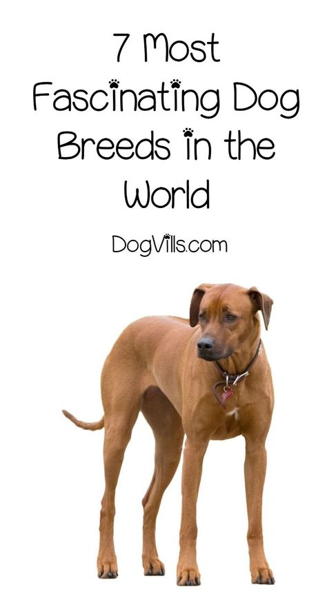 7 of the Most Fascinating Dog Breeds in the World Dogs Pfp, Adoption Tips, Unique Dogs, Puppy Ideas, Smartest Dog Breeds, Dog Standing, Large Dog Clothes, Top Dog Breeds, Unique Dog Breeds