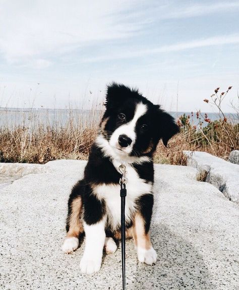 @ b e n t h e v k l ★ Free Puppies, Australian Shepherd Puppy, Shepherd Puppies, Working Dogs, Cute Creatures, Australian Shepherd, Border Collie, Animals Friends, I Love Dogs