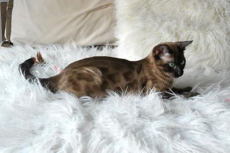 Solid Snow Mink Bengal Cat Mink Bengal Cat, Snow Mink Bengal Cat, Charcoal Bengal, Bengal Cat Breeders, Adopting A Kitten, Cat And Dog Photos, Cat Playhouse, Cat References, Asian Leopard Cat