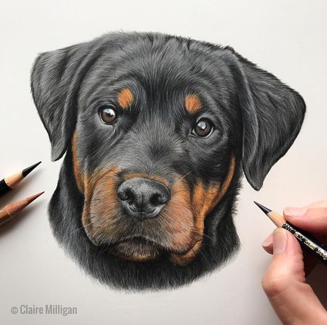 Rottweiler Photography, Rottweiler Tattoo, Rottweiler Art, Rottweiler Breed, Pitbull Art, Dog Artist, Dog Sketch, 강아지 그림, Rottweiler Dog