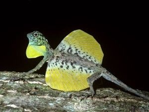 The flying lizard Draco Lizard, Flying Lizard, Tiny Dragon, Pet Ideas, Young Animal, Most Beautiful Animals, Little Dragon, Reptiles And Amphibians, Palawan