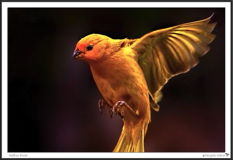 キンノジコ  Saffron finch (Sicalis flaveola) Saffron Finch, Finches, Hummingbirds, Birds, Animals