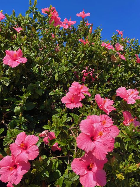 Hibiscus Flower Tree, Hibiscus Shrub, Hibiscus Tree, Hibiscus Garden, Favourite Flowers, Pink Vibes, All Flowers, Flowering Trees, Hibiscus Flowers