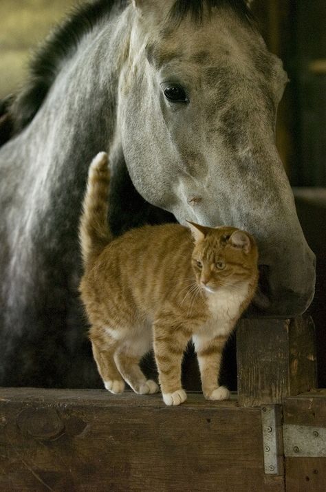 Unlikely Friends, Animals Friendship, Horse Crazy, Clydesdale, Ginger Cats, Appaloosa, Horse Love, Orange Cat, Sweet Animals