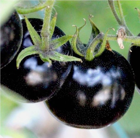 PRICES MAY VARY. Fresh Clean Seeds These are possibly the best tasting cherry tomatoes in the world! The Black Cherry Tomato would be an excellent choice for those that have limited space and want to grow these in containers or pots. These tomatoes will also attract a wide variety of pollinators to the garden! The Black Cherry Tomato would be an excellent choice for those that have limited space and want to grow these in containers or pots. They'd be an excellent addition to an apartment balcony Black Cherry Tomato, Vegetable Seeds, Cherry Tomato, Tomato Seeds, Heirloom Seeds, Black Cherry, Cherry Tomatoes, Tomatoes, Seeds