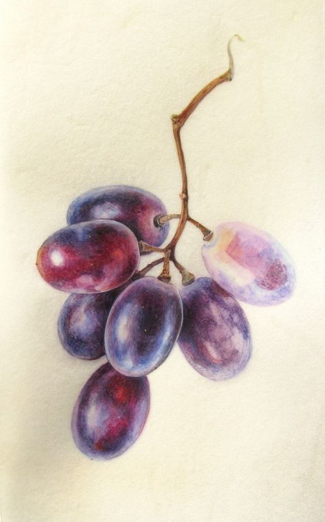 Botanical Sketches and Other Stories: Exciting Times! Grape Drawing, Botanical Sketches, Contemporary Botanical Art, Artist Workspace, Painting And Drawing, Colored Pencil Artwork, Purple Paint, Botanical Painting, Arte Sketchbook