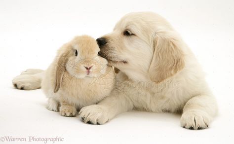 Pets: Golden Retriever pup with young Sandy Lop rabbit photo - WP17709 Bunny And Dog Together, Golden Retriever Pup, Golden Bunny, Lop Rabbit, Rabbit Photos, Pokemon Eeveelutions, Animals Images, Funny Pics, Golden Retriever