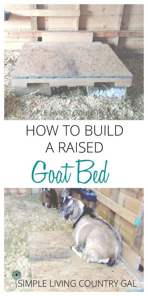 A raised goat bed doesn't need to be fancy and this one definitely isn't. But it is cheap!  via @SLcountrygal Goat Playground, Miniature Goats, Goat Toys, Keeping Goats, Pygmy Goats, Goat Shed, Livestock Shelter, Goat Shelter, Goat Pen