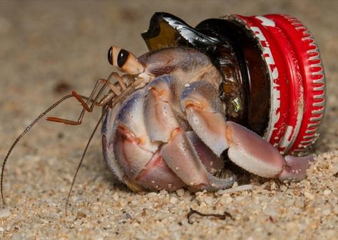 Hermit Crabs Are Using Trash as Shells Across the World, Scientists Find | Smart News| Smithsonian Magazine Crab Species, Ryukyu Islands, Plastic Bottle Caps, Hermit Crabs, Snail Shell, Marine Environment, Hermit Crab, Plastic Pollution, Crustaceans