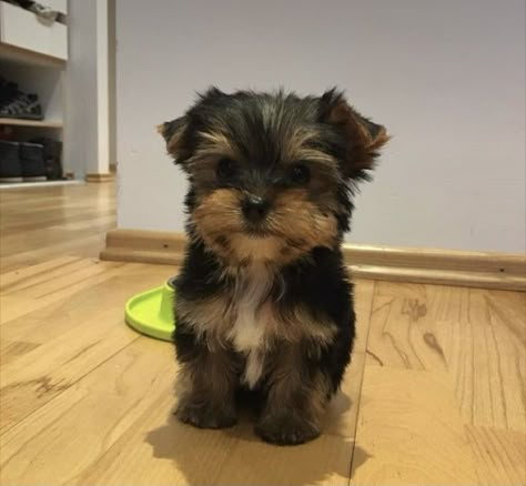 Dog Yorkshire Terrier, Cute Dogs Yorkies, Baby Yorkie Puppies, Cute Yorkie Puppies, Yorky Puppy, Yorkie Terrier Puppy, Yorky Puppies, Teacup Terrier, Yorkshire Puppy