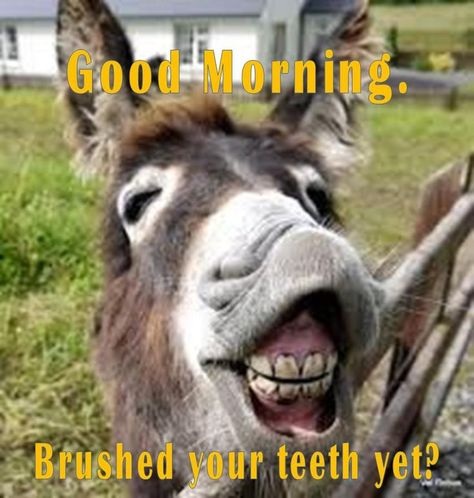 Smiling Donkey, Funny Good Morning Messages, Good Morning Cat, Funny Good Morning Images, Morning Quotes For Friends, Happy Day Quotes, Funny Day Quotes, Good Morning Funny Pictures, Good Morning Sunshine Quotes