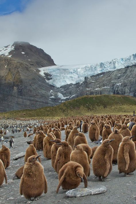 The first bird flu outbreak in South Georgia’s penguin colonies has scientists concerned about its impact on penguin colonies. Walking Images, Male Elephant, South Georgia Island, Penguin Images, Georgia Photography, Elephant Seal, Ocean Science, King Penguin, Animal Guides