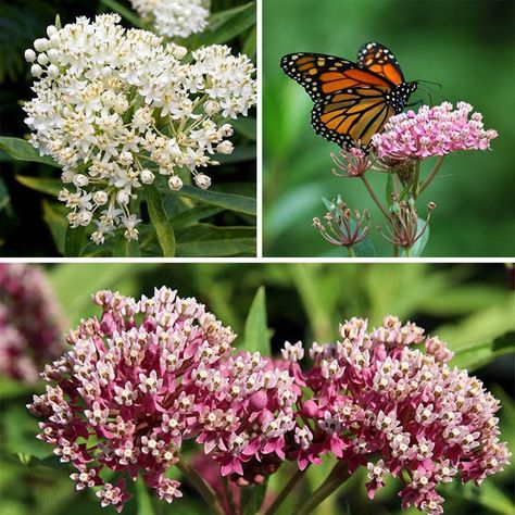 Tall Perennials, Mountain Hideaway, Garden Stream, Asclepias Incarnata, High Country Gardens, Stream Bed, Milkweed Plant, Swamp Milkweed, Asclepias Tuberosa