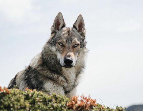 face of a czechoslovakian wolfdog Czechoslovakian Vlcak, Czechoslovakian Wolfdog, Wolf Puppy, Protective Dogs, Akita Inu, Wolf Photos, Dog Sketch, Wolf Pictures, Irish Wolfhound