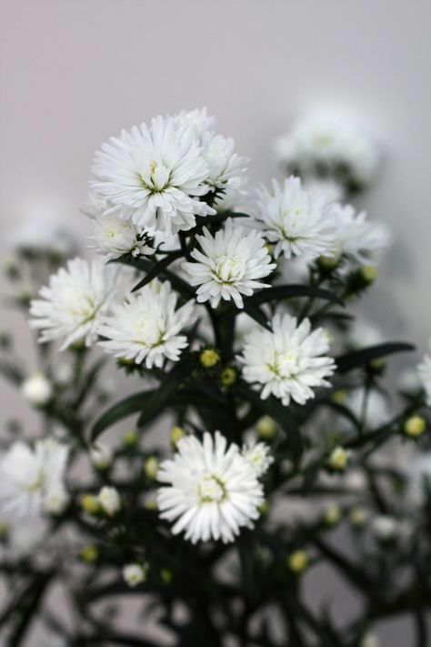 Aster Bouquet, White Aster, Hanging Arrangements, Early Summer Wedding, Flowers Board, Natural Bouquet, List Of Flowers, Seasonal Flowers, Every Month