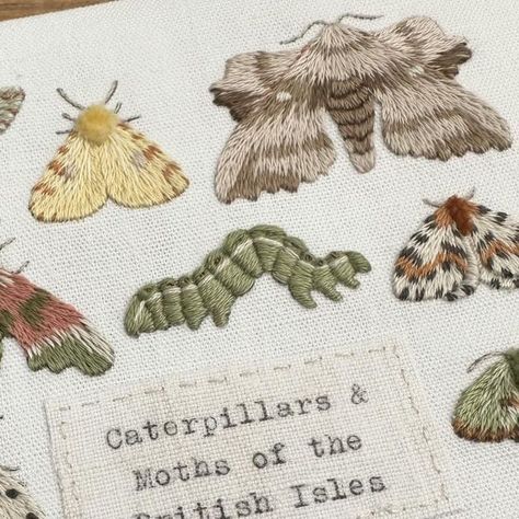 what florence did next on Instagram: "The Entomology Collection: Caterpillars & Moths of the British Isles

If you look beyond the fact they’ve been secured with judiciously placed pins and also that they’re bugs which I’m embarrassingly terrified of when they’re alive, I actually love entomological collections. There is something fascinating in opening drawer after dusty drawer of weird and wonderful bugs and creatures, seeing their anatomy and features up close, and knowing they have been inspected and studied by countless people before.

For the past month or so I’ve been beavering away on a set of three entomology trays intended to be like my own tiny insect collection. This is the first tray, full of beautiful moths and even a caterpillar for good measure.

You will all be relieved to Bugs Embroidery Insects, Insect Wedding, Beautiful Moths, Insect Anatomy, Entomology Collection, Bugs Embroidery, Insect Collection, Weird And Wonderful, British Isles