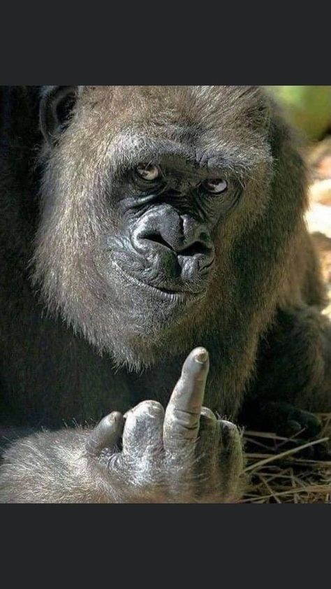 Big Gorilla, Monkey Smiling, Funny Monkey Pictures, Cute Monkey Pictures, Angry Animals, Animal Humour, Monkey Pictures, Monkeys Funny, Cute Monkey