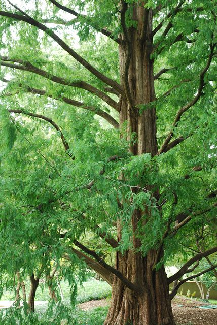 The dawn redwood (Metasequoia glyptostroboides) was thought to be extinct, known only through fossils, until the 1940s when live specimens were found growing in China. This towering dawn redwood can be found at the Missouri Botanical Garden. Metasequoia Glyptostroboides, China Garden, Bog Garden, Missouri Botanical Garden, Redwood Tree, Garden Nursery, Big Tree, Shade Trees, Tree Forest