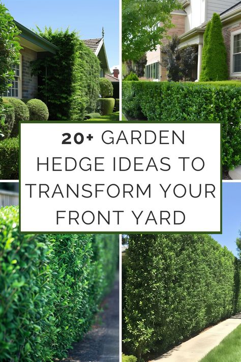 Your front yard is your home's first impression, and a well-designed hedge can be the difference between ordinary and extraordinary. Hedges aren't just about boundaries and privacy; they offer an opportunity to add structure, texture, Topiary Hedge Ideas, Conifer Garden Ideas, Hedged Garden Ideas, Backyard Small Garden Design, English Hedge Garden, English Yew Hedge, Cedar Hedges Landscaping, Privet Hedge Front Yard, Front Garden Hedge Ideas