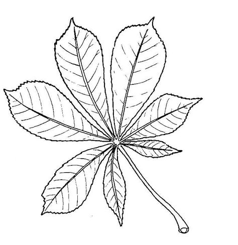 Drawing of Horse-chestnut Leaf Chestnut Tree Drawing, Chestnut Leaf Tattoo, Big Leaf Drawing, Chestnut Drawing, Chestnut Tattoo, Big Tree Drawing, Horse Chestnut Tree, Horse Chestnut Leaves, Chestnut Leaf