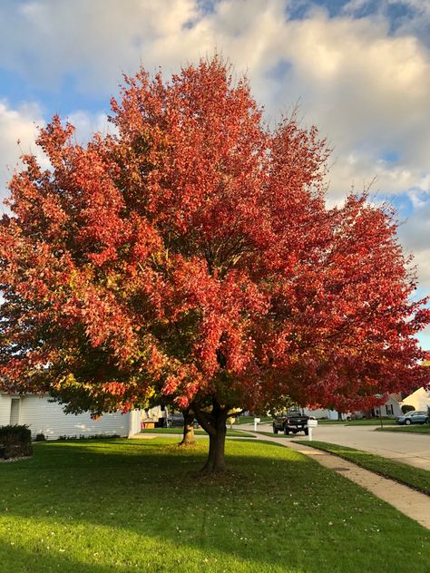 Fall Maple Trees, Tartarian Maple Tree, Sun Valley Maple Tree, Redpointe Maple Tree, Sugar Maple Tree, Crimson Sunset Maple Tree, Sugar Maple, Maple Tree, Favorite Season