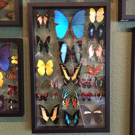 Double Glass Frame, Taxidermy Decor, Framed Butterflies, Butterfly Taxidermy, Megan Hess, Ac New Leaf, Insect Collection, Taxidermy Art, Butterfly Collection