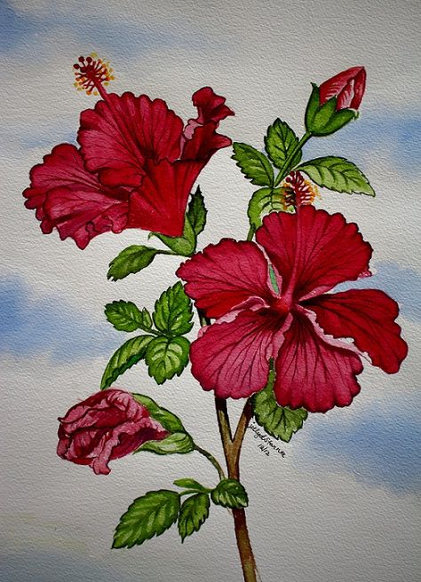 Hibiscus Red - watercolor painting. Hibiscus Flower Drawing Watercolor Painting, Flowers Art Drawing, Rose Flowers Drawing, Painting Motifs, Decoration Craft Ideas, Hibiscus Drawing, Pot Drawing, Hibiscus Flower Drawing, Red Hibiscus Flower